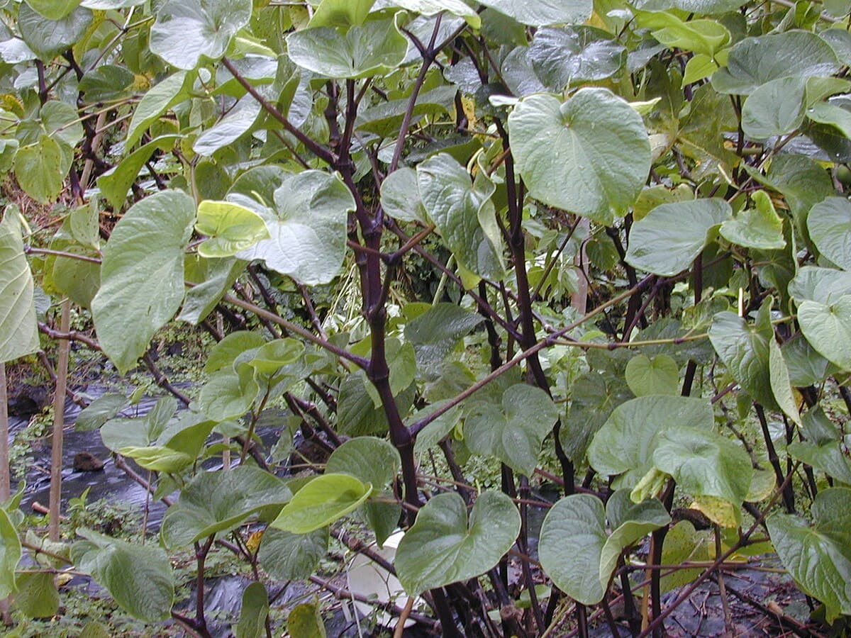 Hanakapiʻai
