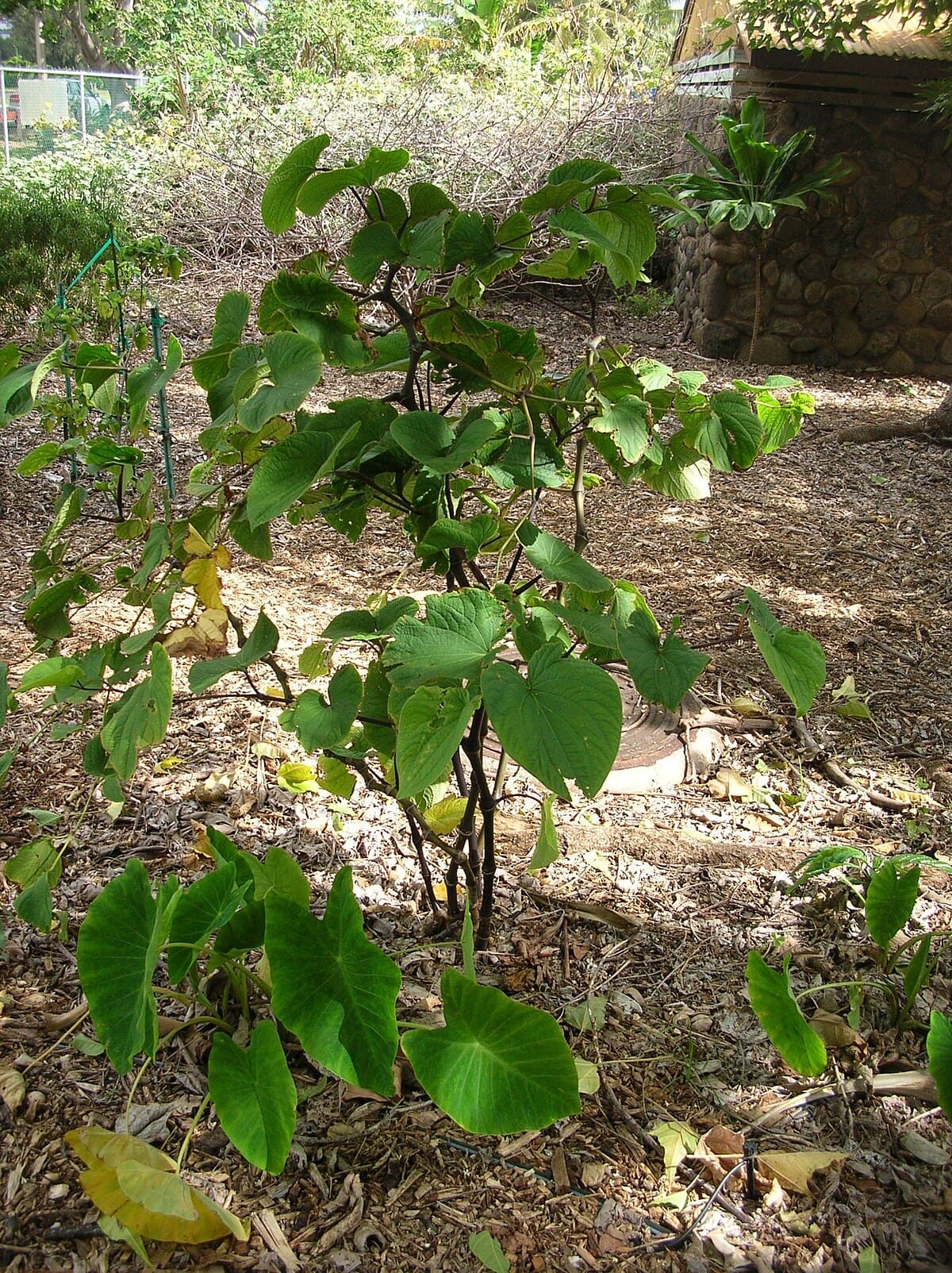 Mahakea (“Branching”)