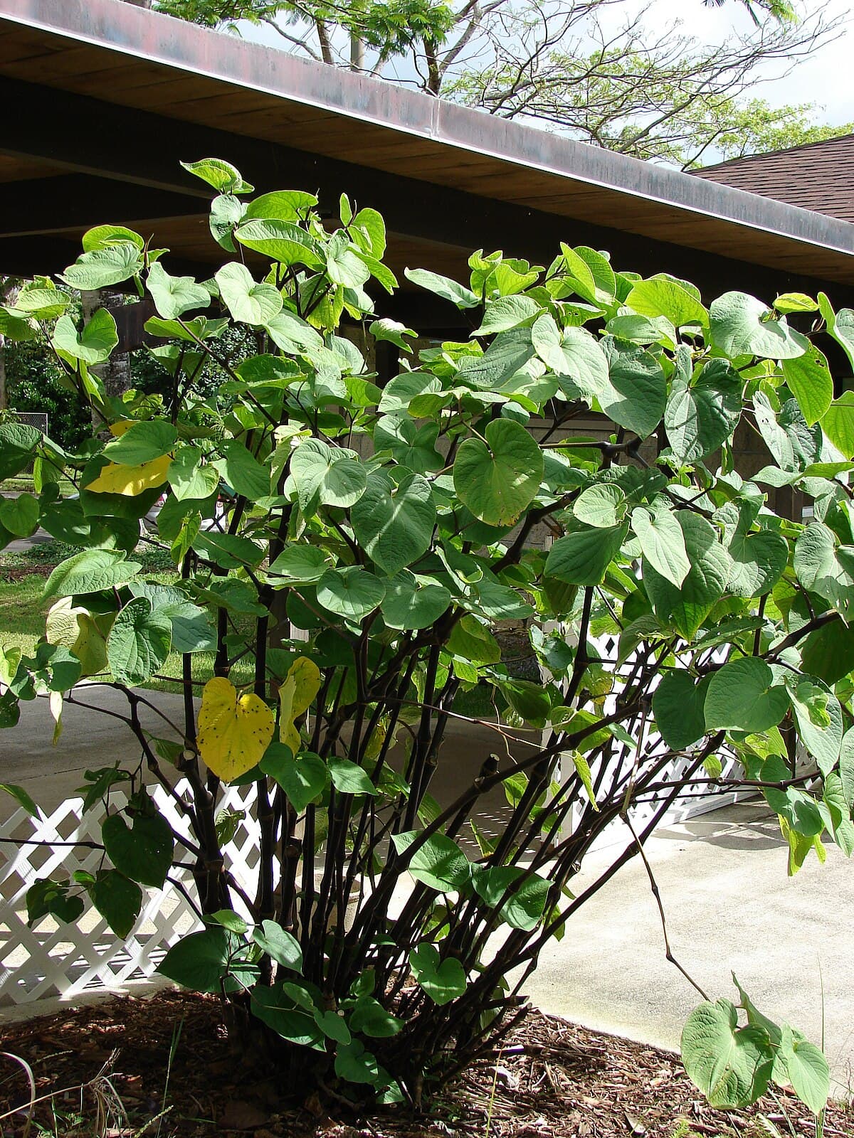 ʻOpihikao (“Opihikao”)
