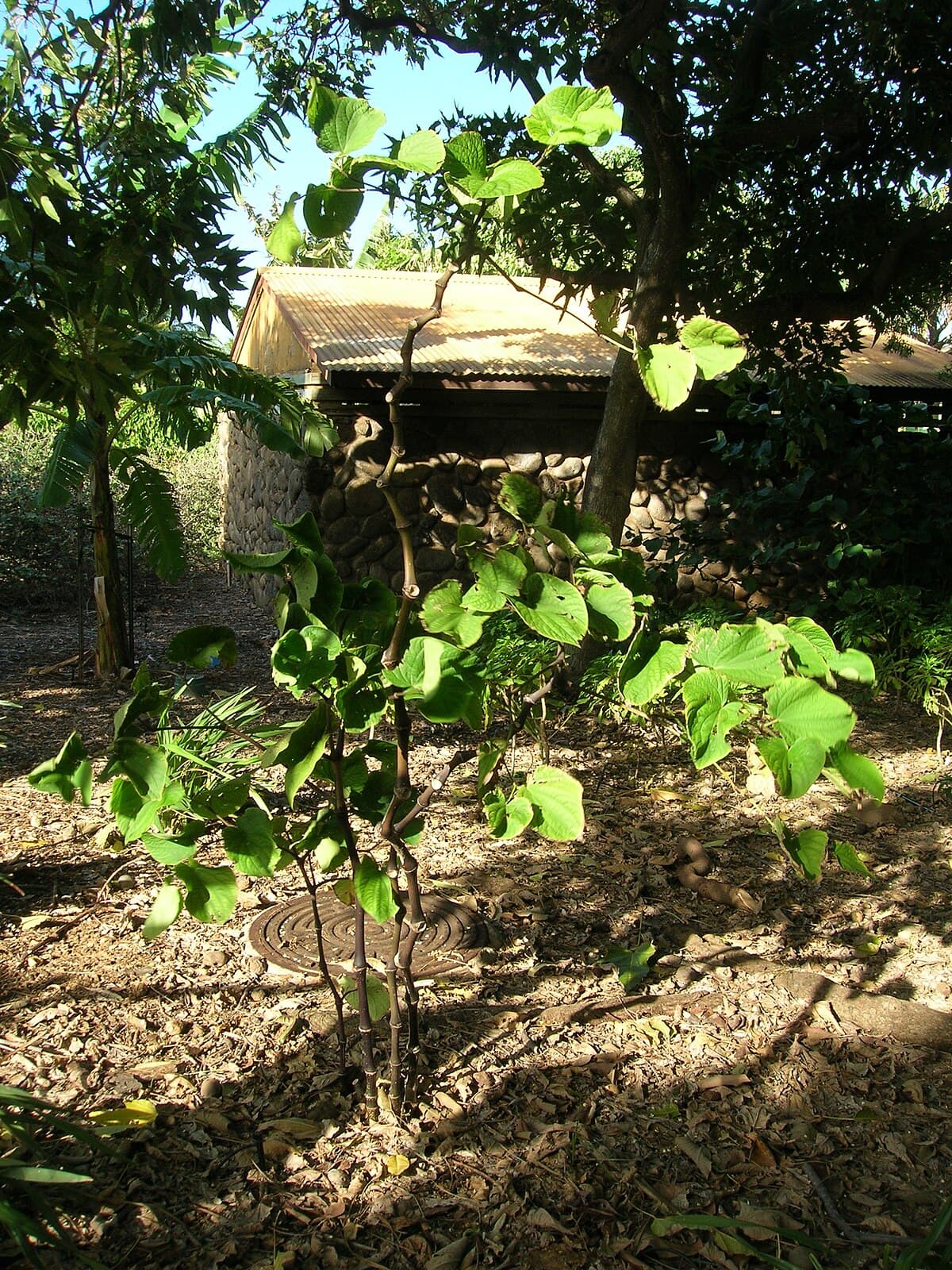 Panaʻewa (“Panaʻewa”)
