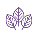 Kava Varieties